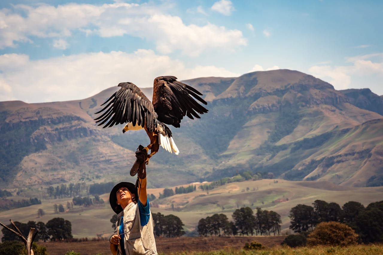 Falcon Ridge Birding in the Drakensberg | The Drakensberg Experience