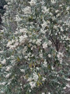 Buddleja - a chosen food plant of butterflies
