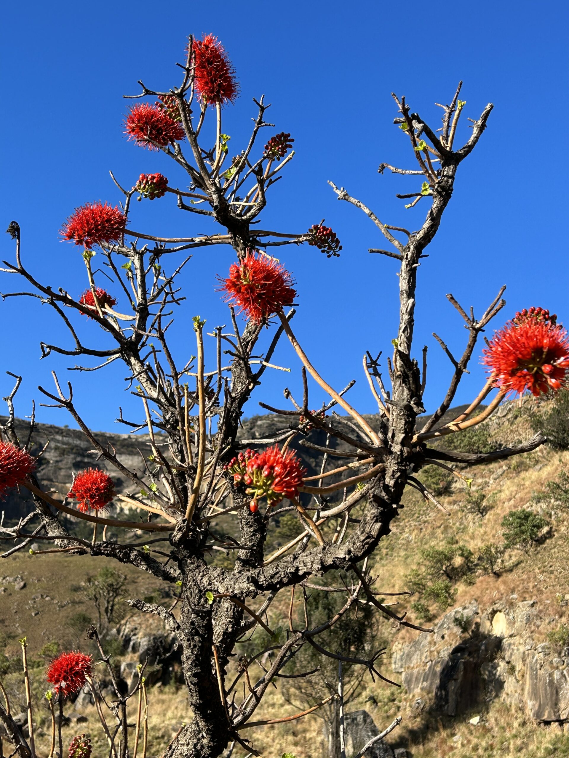 trees in the drakensberg
