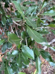 Pittosporum viridiflorum