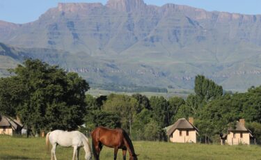 Ardmore Guest Farm